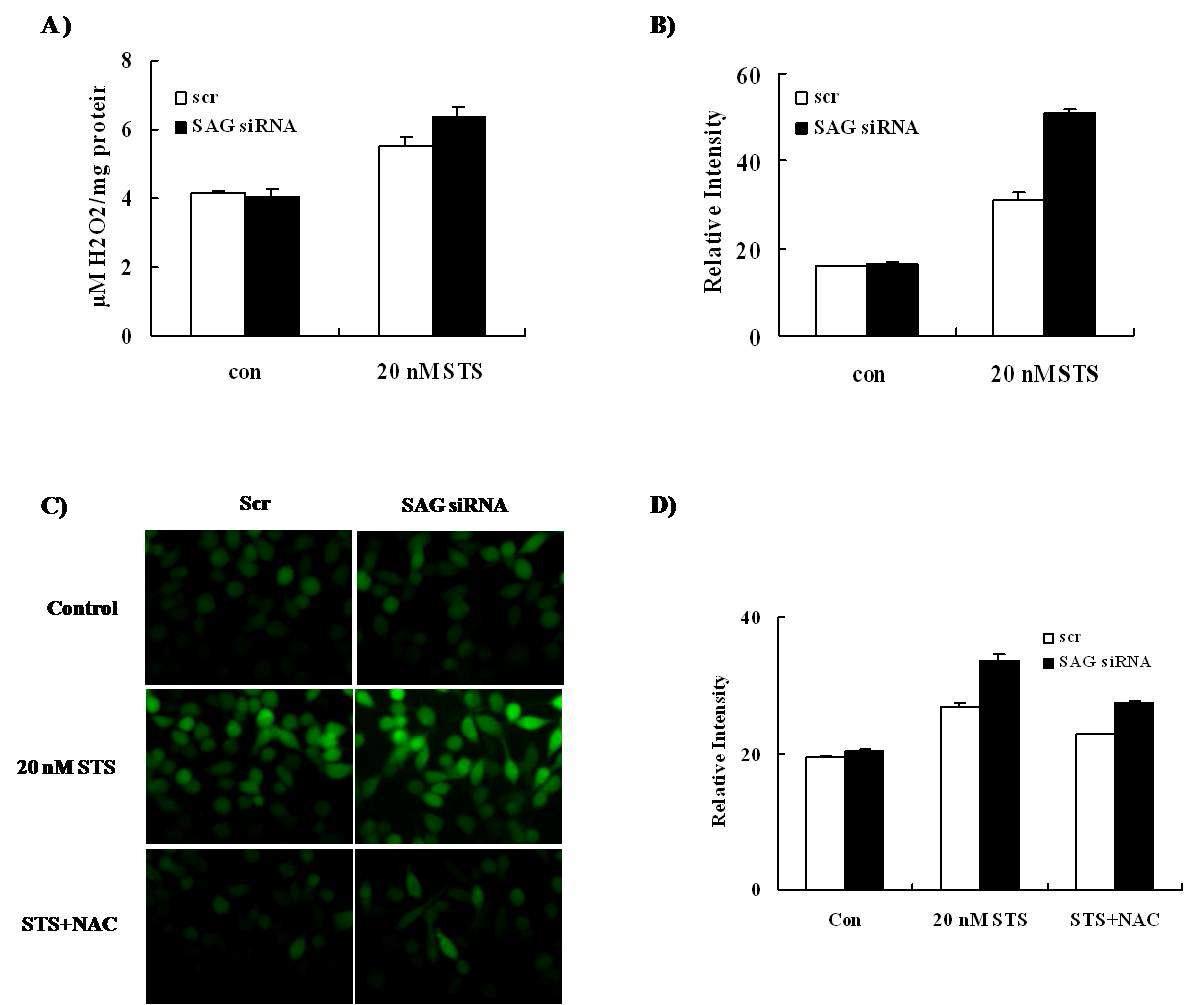 Intracellular ROS level in siRNA transfectant cells