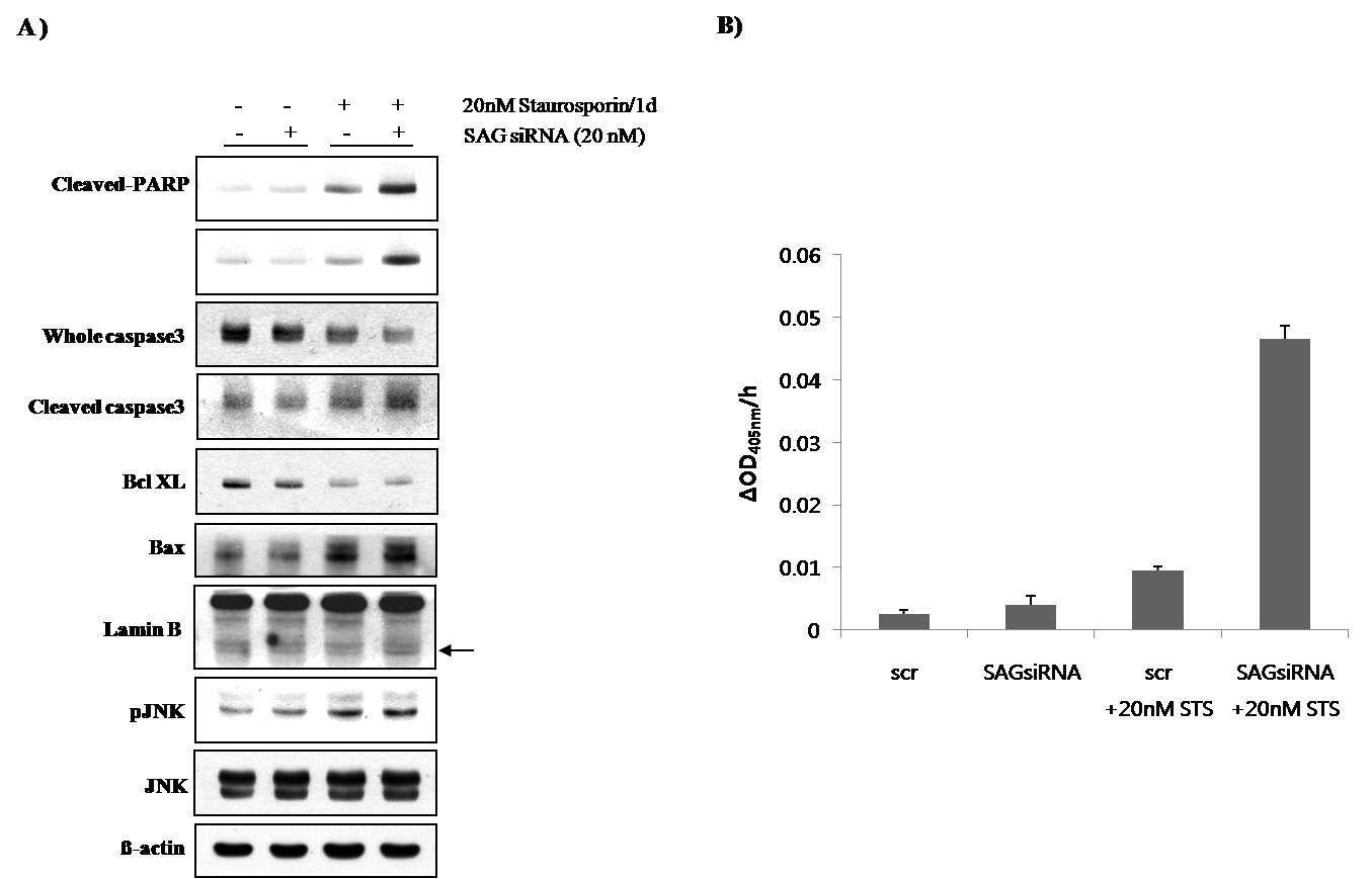 Staurosporine-induced alteration of apoptotic maker proteins and MAP kinases in SAG siRNA transfectant PC3 cells