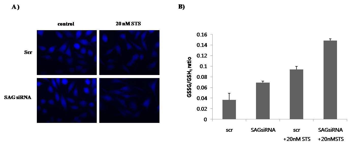 Intracellular redox status