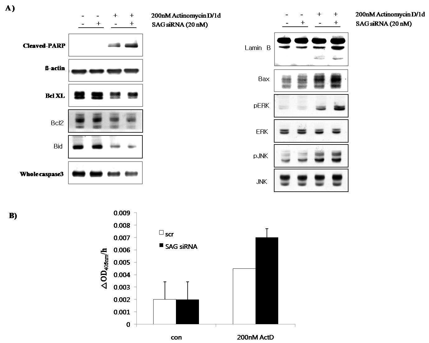 Actinomycin D-induced alteration of apoptotic maker protein and MAP kinases in SAG siRNA transfectant PC3 cells.