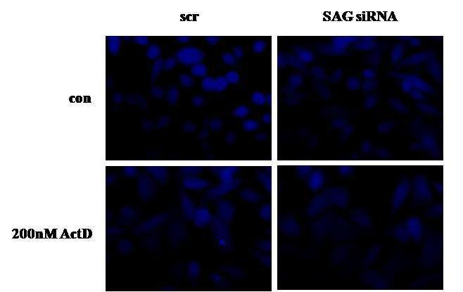 Intracellular redox status.