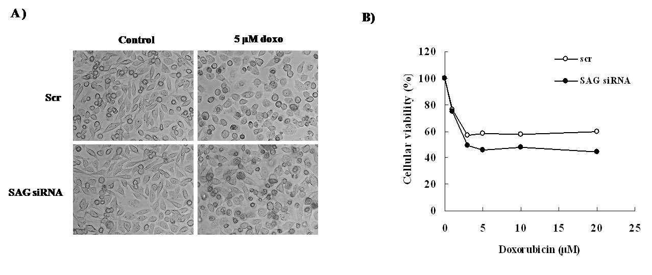 Effect of doxorubicin on change of cell morphology in PC3 cells and cellular viability