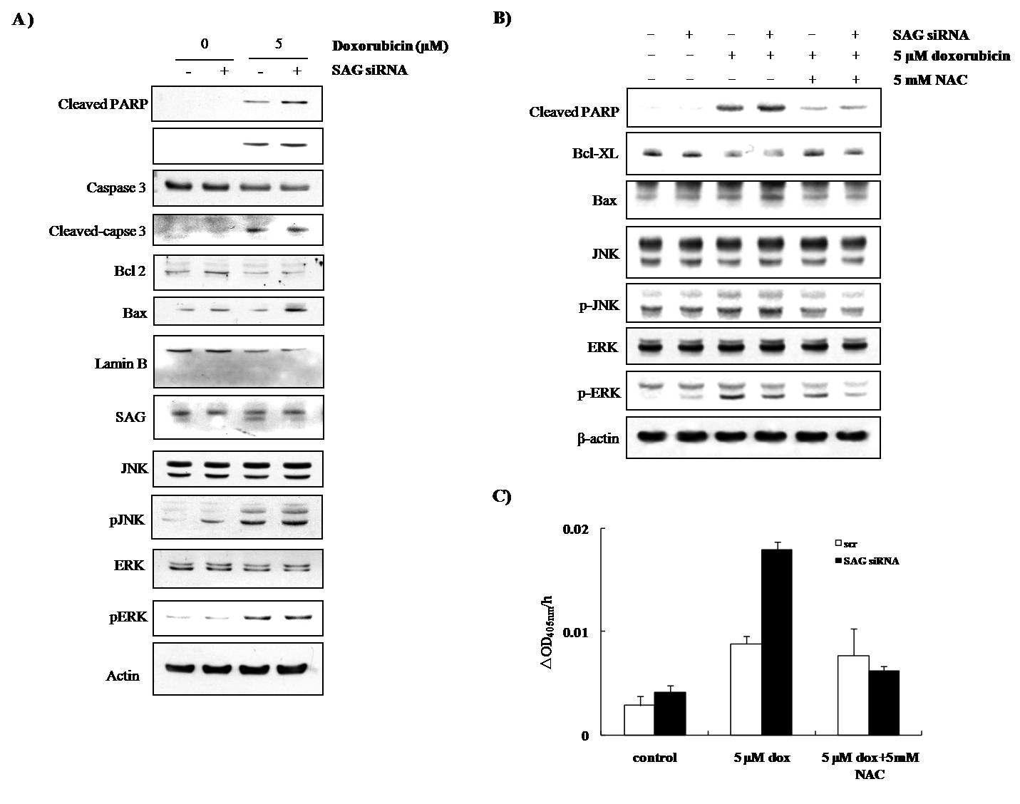 Doxorubicin-induced alteration of apoptotic maker protein and MAP kinases in SAG siRNA transfectant PC3 cells