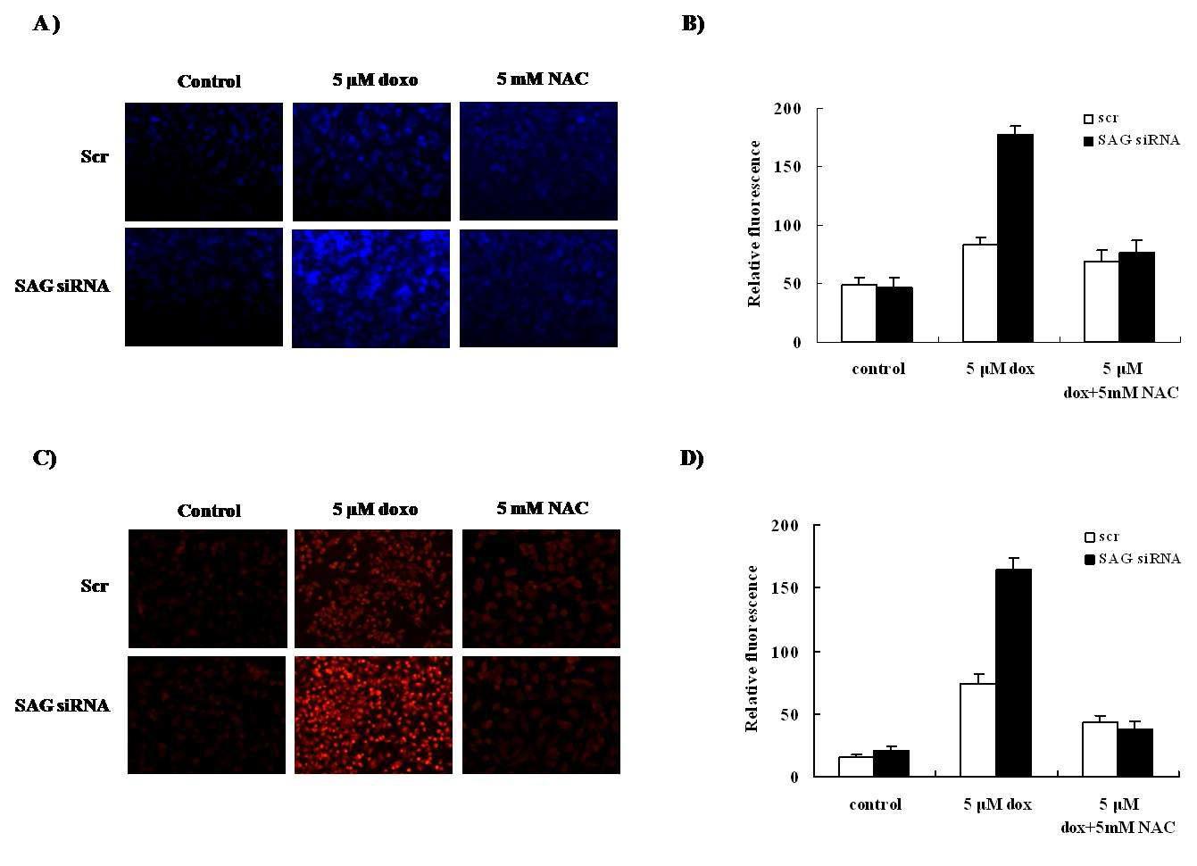 Lipid peroxidation and 8-OH-dG adduct generation of DNA by staurosporine in SAG siRNA transfectant PC3 cells.