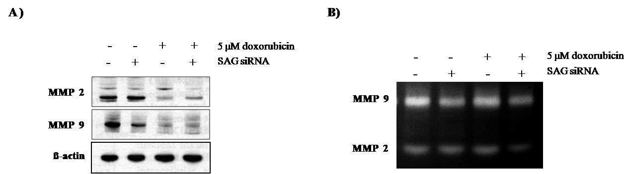 Doxorubicin-reduced MMP-2 and MMP-9 expression