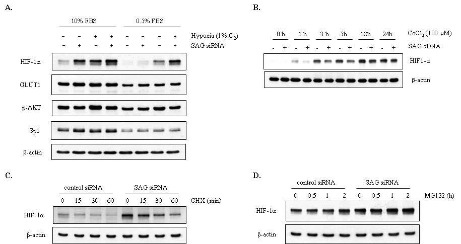 Regulation of HIF-1α by SAG siRNA