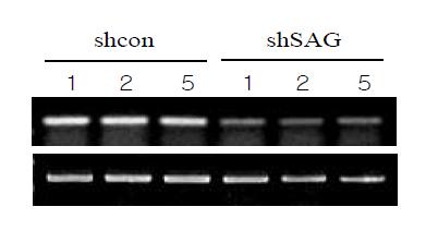 SAG knockdown in PC3 cells