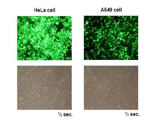 Tansfection of cancer cells with lentivirus