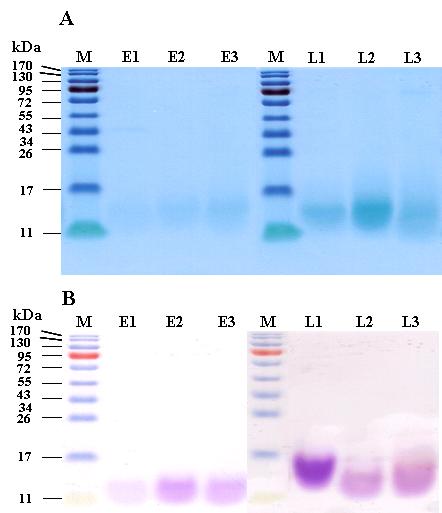 A, 겔 필트레이션과 음이온 교환 크로마토그래피에서 얻은 정제된 개별 진토닌의 SDS-PAGE. M 은 표준 단백질 분자량 마커이다. Comassie Brilliant blue 염색은 진토닌의 단백 부분을 염색하기 위해 사용되었다. 개별 진토닌의 이동 경향은 거의 동일하지만 Comassie Brilliant blue 염색을 통한 L1에서 L3의 염색정도는 진토닌 E1에서 E3보다 더 강하게 염색되었다. 진토닌 L2의 원 분자량은 약 67 kDa (도. 5)인 반면 SDS-PAGE에서 나타난 여섯 가지의 진토닌의 분자량은 약 13 kDa였다. 이러한 결과는 진토닌이 pentamer로 구성되어 있음을 보여준다. B, Periodic acid-schiff (PAS) 염색은 진토닌이 탄수화물 부분을 포함한다는 것을 증명하고, 염색된 정도가 다른 것으로 보아 각 진토닌 사이에서의 glycosylation의 정도를 보여준다.
