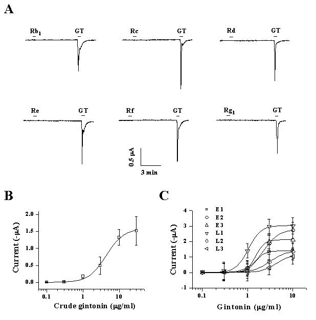 Crude 진토닌과 순수 분리된 개별 진토닌은 내인성 (endogenous) 내향성 (inward) CaCCl current를 농도 의존적으로 활성화시키지만 진세노사이드들은 활성화시키지 못한다.