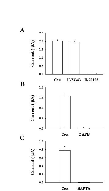 진토닌에 의한 CaCC의 활성화는 PLC 와 IP3 receptor의 활성화와 세포내 칼슘이온에 의존한다