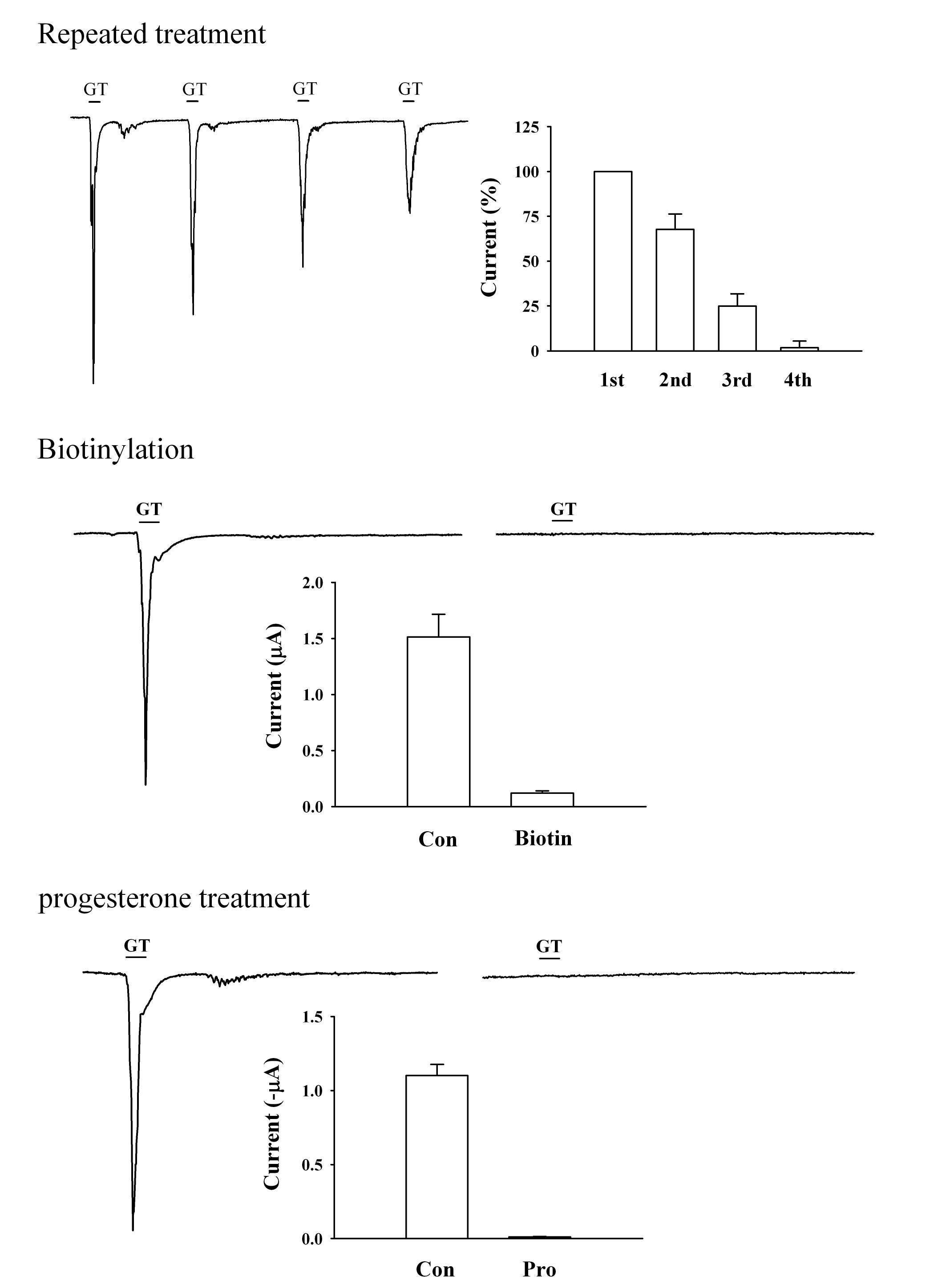 진토닌을 내인성 (endogenous)으로 발현하는 Xenopus oocytes에 진토닌 (1 μg/ml)을 처리할 경우, 반복 처리시 탈감작 현상 (desensitization)을 유발시켜 진토닌 효과가 감소하고 (histograms), 막 단백질들의 lysine residue (-NH2)를 membrane impermeable Sulfo-NHS-SS-Biotin (3 mg/ml, 3 h)으로 biotinylation시킬 경우 진토닌 작용이 소멸되며 (right trace), oocytes를 maturation시키며, 막 단백질들의 redistribution시키는 것으로 알려진 progesterone (Pro) (1 μg/ml, 16 h) (15)을 처리한 후에는 진토닌의 작용이 소멸(right trace)됨을 보여줌.