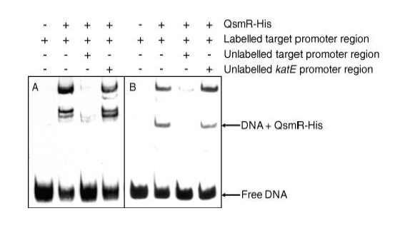 Gel shift assays using purified QsmR-His and a DNA fragment that contained the gspD promoter region (A) and the intergenic region between gspC and gspG (B). For each gel shift assay, 0.1 μM QsmR-His, 0.75 nM labelled DNA of the target promoter region, 7.5 nM unlabelled DNA of target promoter region, and 0.75 nM unlabelled DNA of the katE promoter region were used