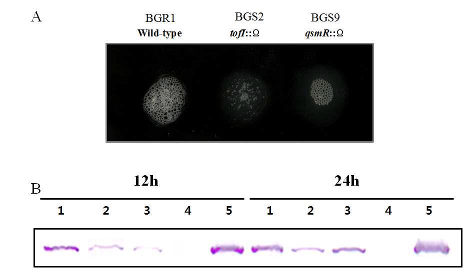 (A) Catalase assay based on the production of air bubbles from BGR1, BGS2(tofI::Ω), BGS9 (qsmR::Ω) cells with hydrogen peroxide. (B) Western blot analysis