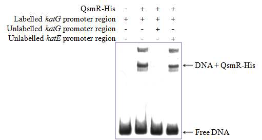 Gel mobility shift assays using purified QsmR-His and a DNA fragment containing the katG promoter region