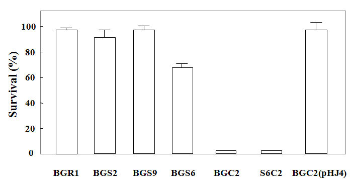 Survival rates of BGR1, BGS2 (tofI::Ω), BGS9 (qsmR::Ω), BGS6 (toxR` toxA`::Ω), BGC2 (katG::Tn3-gusA78), S6C2 (toxR` toxA`::Ω and katG::Tn3-gusA78), and BGC2 (pHJ4) to visible light. Values are means and standard deviations from triplicate experiments.