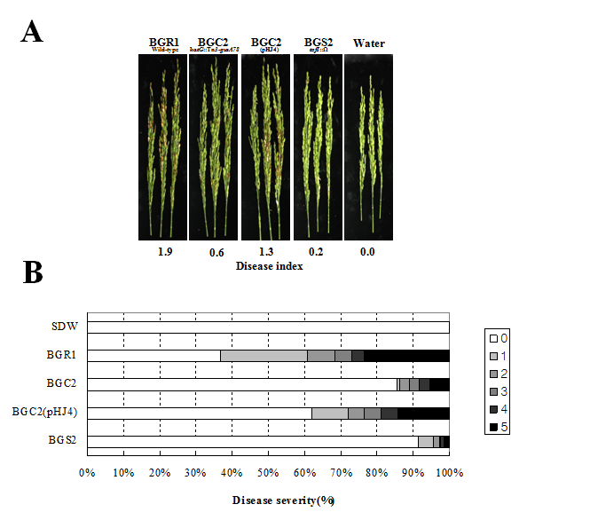 (A) Pathogenicity assay of BGR1, BGC2 (katG::Tn3-gusA78), BGC2(pHJ14), and BGS2 (tofI::Ω). The photographs were taken 7days after inoculation. (B) Distribution patterns of disease severity for each treatment