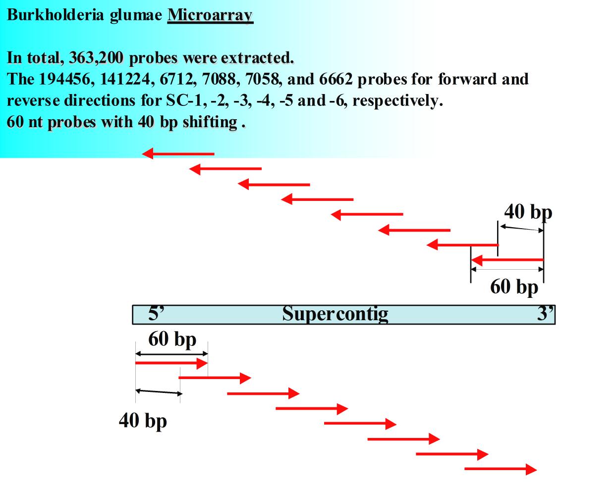 Burkholderia glumae microarray design