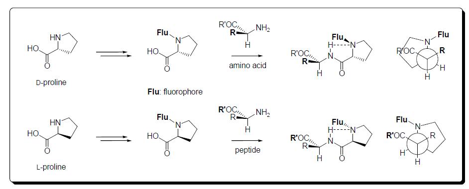 프롤린 기반의 형광발색단을 이용한 아미노산/펩티드의 표지