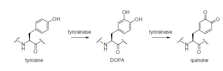 tyrosinase에 의한 산화반응