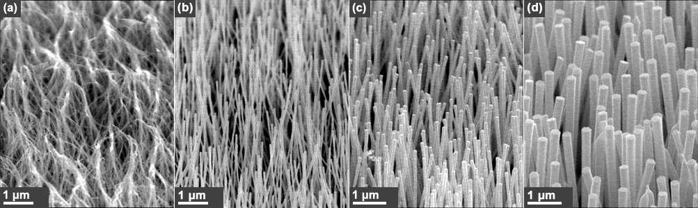 시간조절에 따른 ZnO 나노선의 성장변화를 확인할 수 있는 SEM image