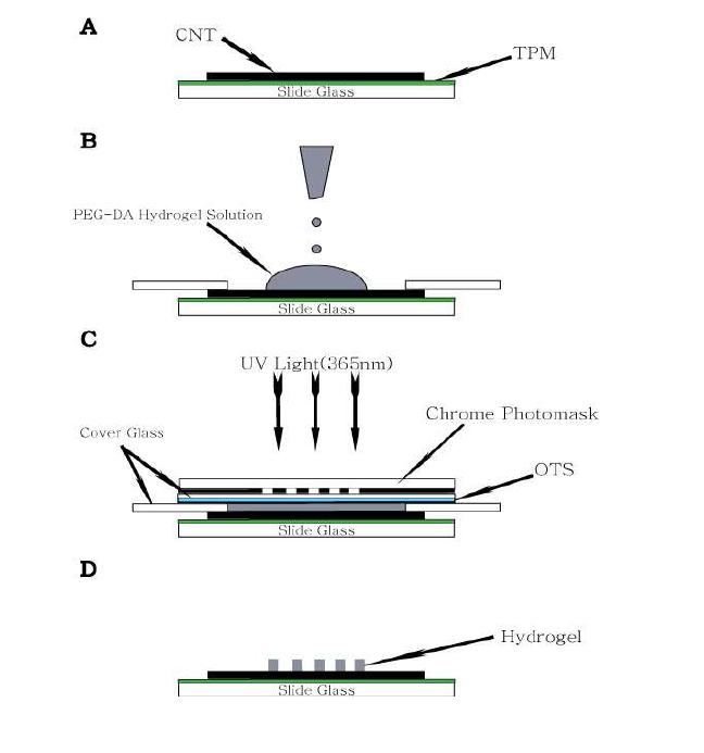 Schematic illustration of the process used to fabricate PEG-DA hydrogel microstructures on the SWCNT film.