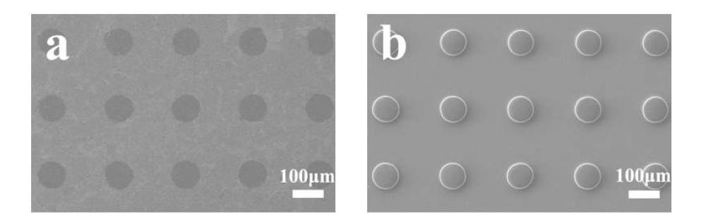 (a) SEM image of the micropatterned SWNT array(100 μm diameter, 100 μm gap). The spot area is the exposed glass substrate where the film is transferred to the other side. (b) SEM image of the fabricated hydrogel microstructures on TPM-treatment cover glass(100 μm diameter, 100 μm gap).
