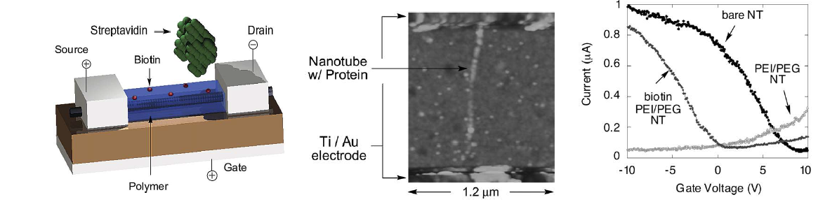 CNT를 이용한 단백질 결합반응 분석용 센서
