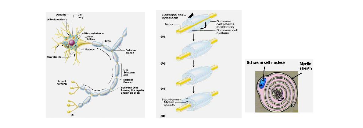 신경단위의 구조 (맨좌)와 schwann cells의 myelination 과정과 단면구조 (우)