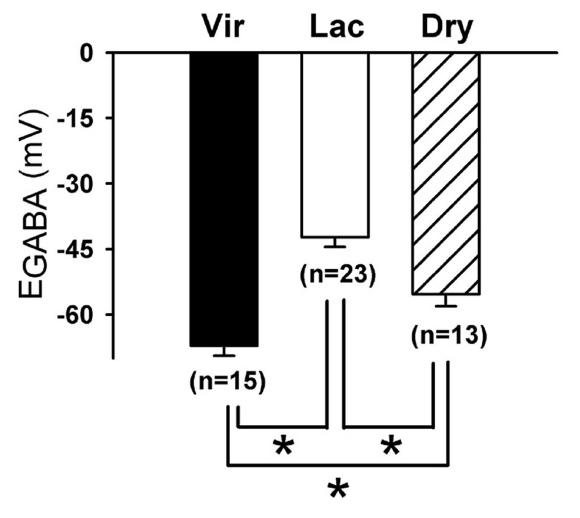 Effect of chronic lactation on the EGABA of hypothalamic magnocellular neurons.