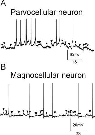 Spontaneous GABAergic EPSPs in parvo- and magno-cellular neurons of adrenalectomized rats.