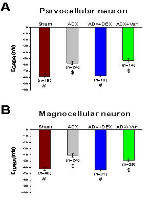 Effects of adrenalectomy on the EGABA of parvo- and magno-cellular neurons and the reversal of adrenalectomy effect by dexamethasone.