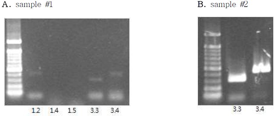 장기표면에 존재하는 봉한소체에서 추출한 liquid (BHL)에서 전압의존성 K채널 발현양상 (PCR product)