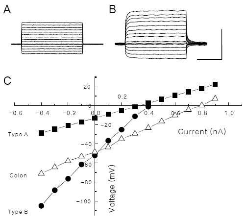 Current-voltage relations of cells in the Bonghan duct