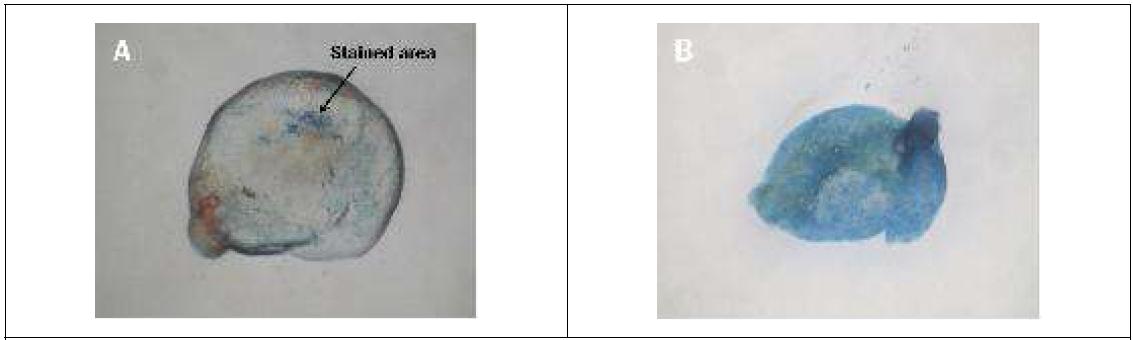 Images of Trypan blue staining of BHC slices from a BHC