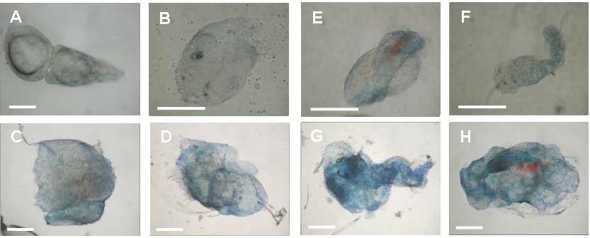 Representative BHC slices incubated at 31 (A~D) and 25℃ (E~H).