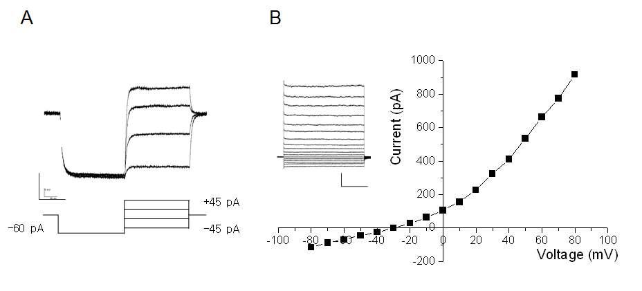 Current- and voltage-clamp recordings from BHC cells on the surface of BHCs