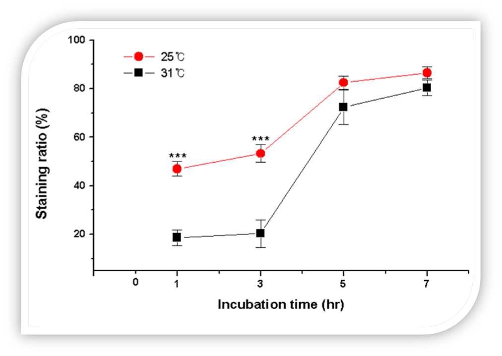 Staining ratio of BHC slices incubated at 25 and 31 °C for 1-7 hrs