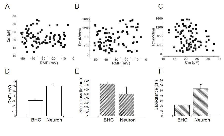 Passive membrane property of BHC cells recorded with patch electrodes.