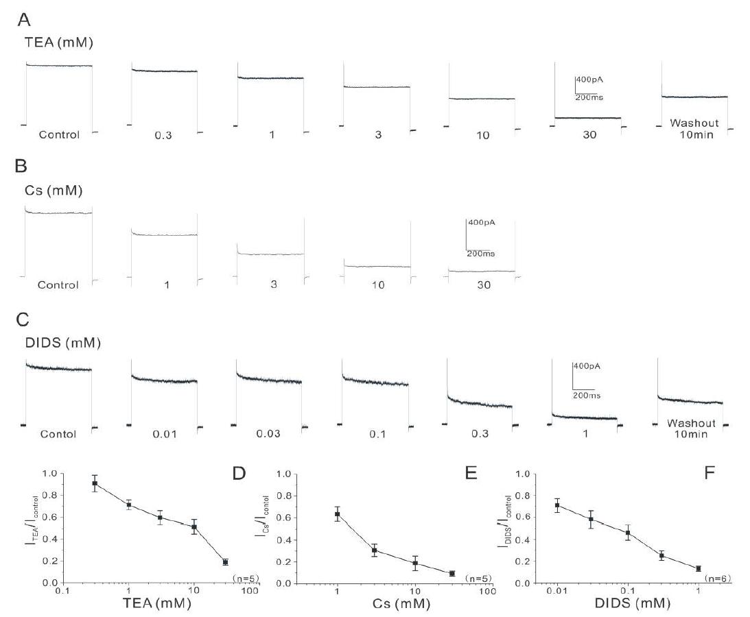 Effects of TEA and Cs+ (K+ channel blockers) and DIDS (Cl- channel blocker) on outward current recorded from Type I BHC cells in slice preparation.