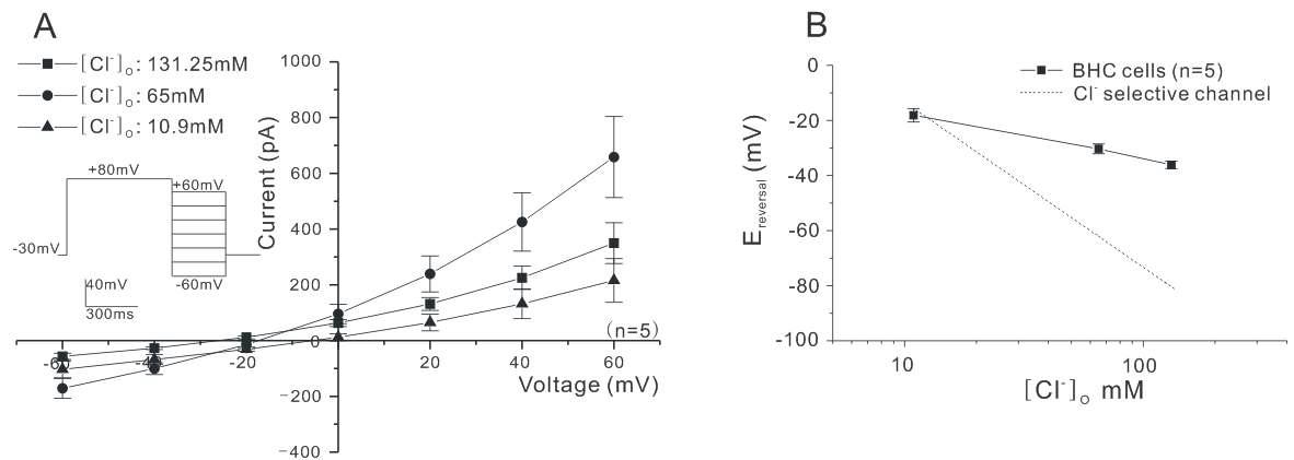 Current-voltage relations obtained in the perfusion solution whose Cl is replaced with gluconate