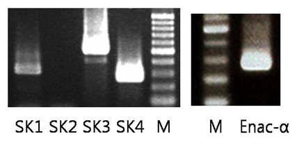 Detection of Calcium-activated K+ channels (SK), Constitutively active sodium channels (ENac)의 gel images (PCR product) from the rat surface BHD/C.