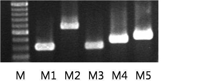 Gel images (PCR product) of muscarinic receptor subtypes in the BHD/C tissues.