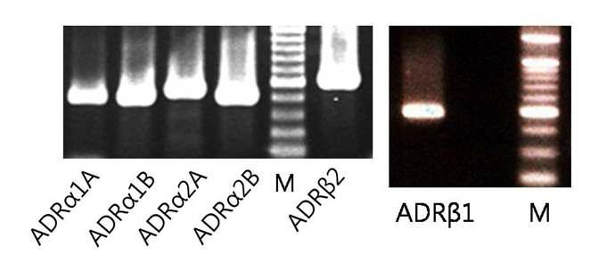 Gel images (PCR product) of adrenoceptor subtypes in the BHD/C tissues