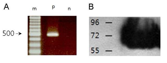 Identification of mRNA (A) and proteins (B) of CK10 in Bonghan tissues.