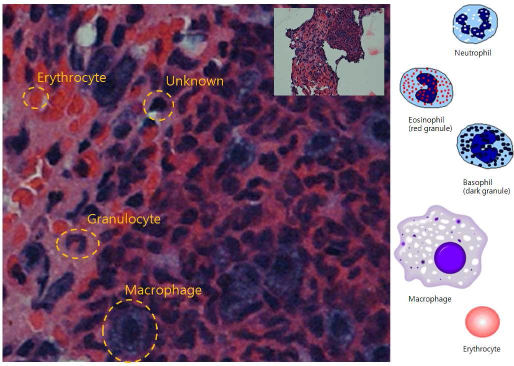 Staining of primo-node cells with H&E