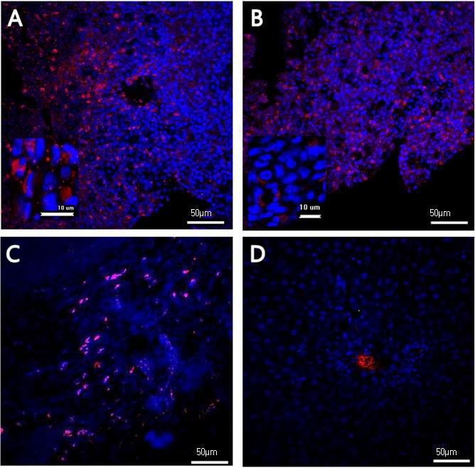 Immunoreactivity of MAC387 and Glycophorin A in the primo-vascular tissue, spleen and liver.