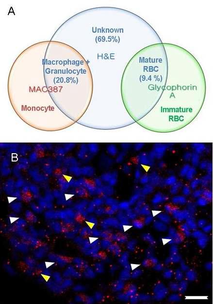 Glycophorin A immunoreactivity in the primo-node cells.