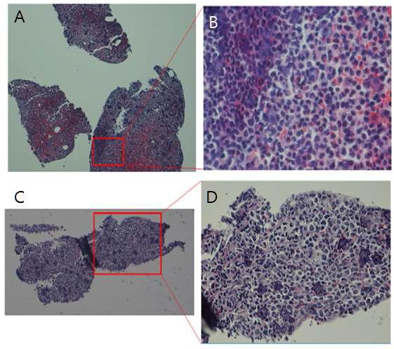 H&E staining of primo-node sections (30 μm)