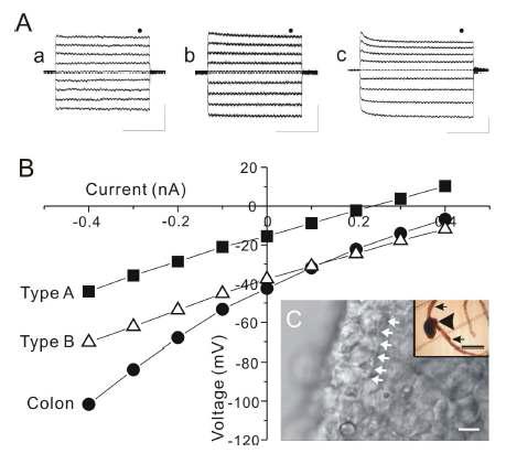 Representative current-voltage relations obtained from cells in the primo-vessel and colon of the rat